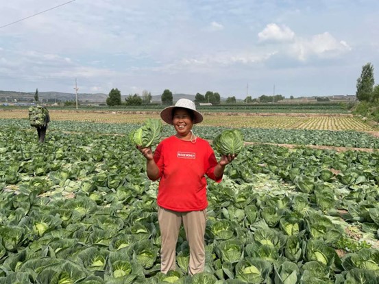 《唐山劳动日报》报道必赢官网蔬菜遗传育种与生物技术团队研究成果